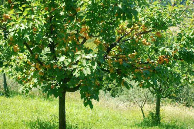 为什么孕妇不能摘树上的果实,孕妇摘过的果树有什么说法