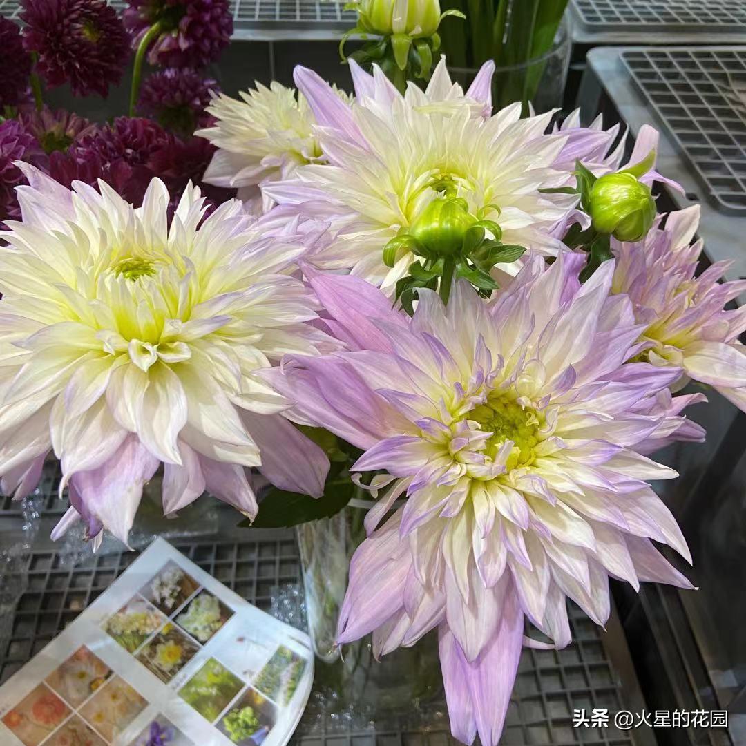 什么原因导致植物闷根,植物为什么闷根会死