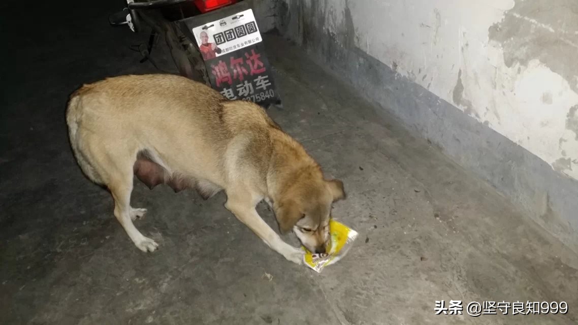 被遗弃的狗母子,被丢弃的母狗