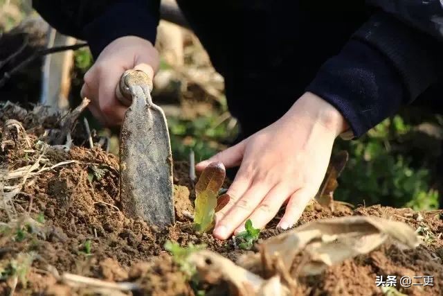 相识27天闪婚，这对逃离大城市的小夫妻，实现“面包爱情”双丰收