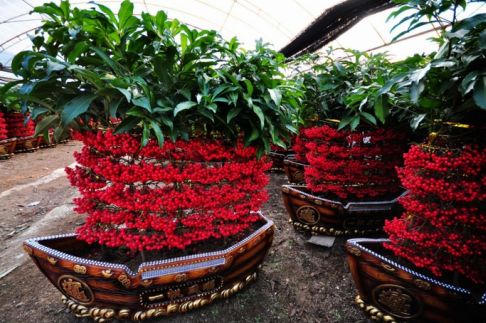 家里养绿萝怎么养才不会死,树状绿萝怎么养才能更旺盛