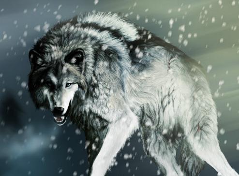 狼食物链顶端,食物链狼的地位