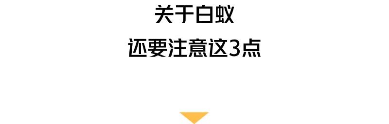 大水蚁进屋能活多久,大水蚁入侵房子