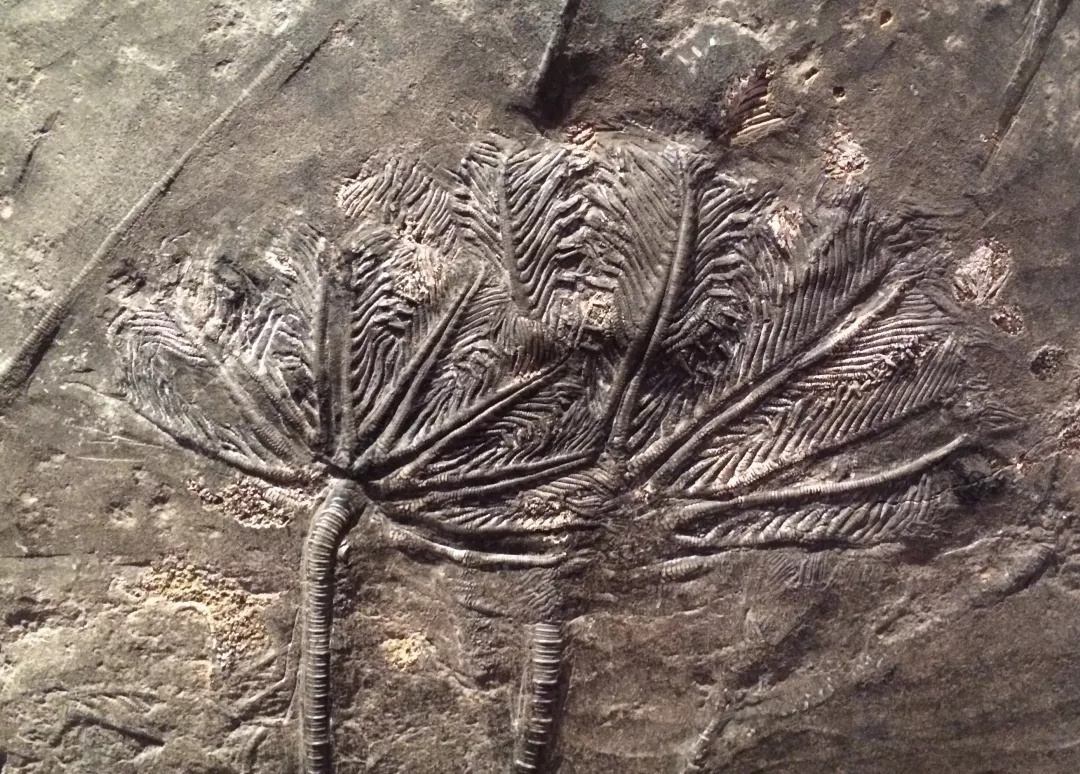 赛先生访谈,赛先生美国