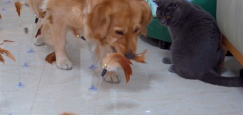 买给小猫的逗猫棒,买逗猫棒给猫玩