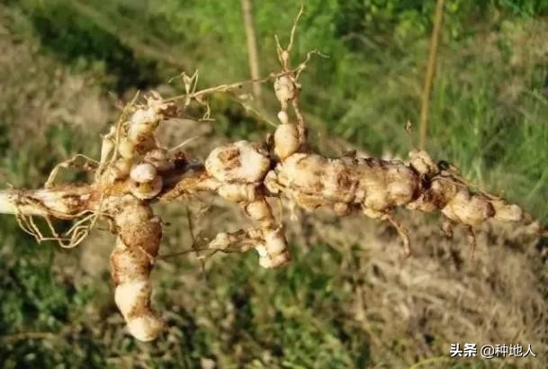 根结线虫的危害症状,大棚根结线虫最佳处理方法