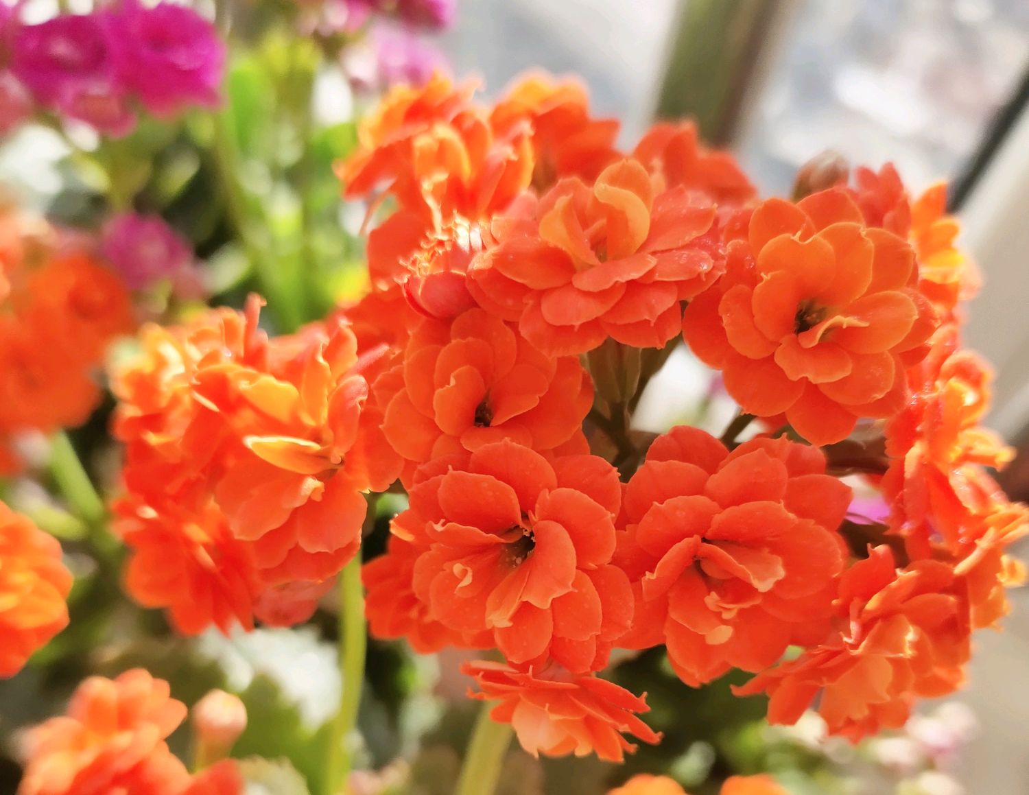 长寿花叶发粘还有小白点是什么病,长寿花花心长白点用什么药可以治