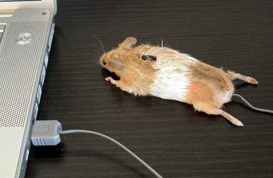 无线鼠标很多人不知道的小秘密,鼠标的使用方法有哪5种