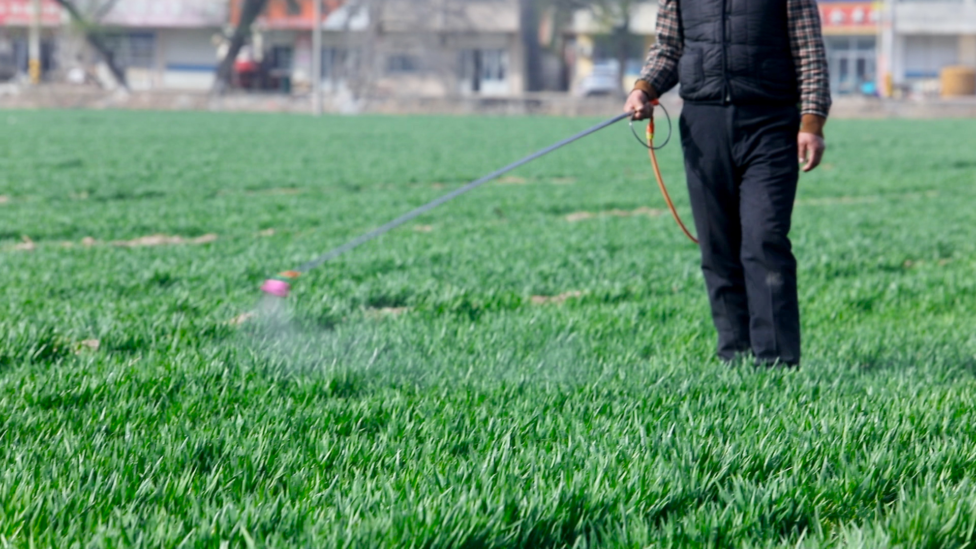 小麦播种土壤湿度过高怎么办,小麦出苗稀冬季怎么管理