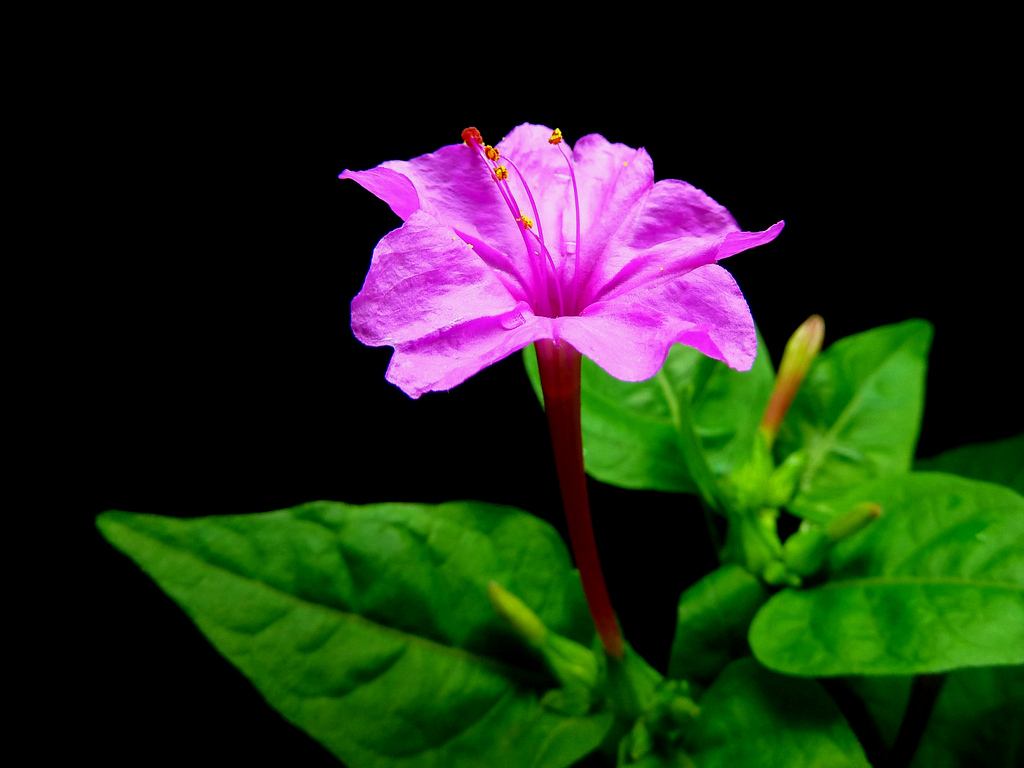 大自然馈赠的零食儿和玩具，炫燃了河南娃的童年