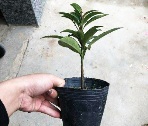 盆栽黄金万两的方法,黄金万两盆栽怎么才能结果