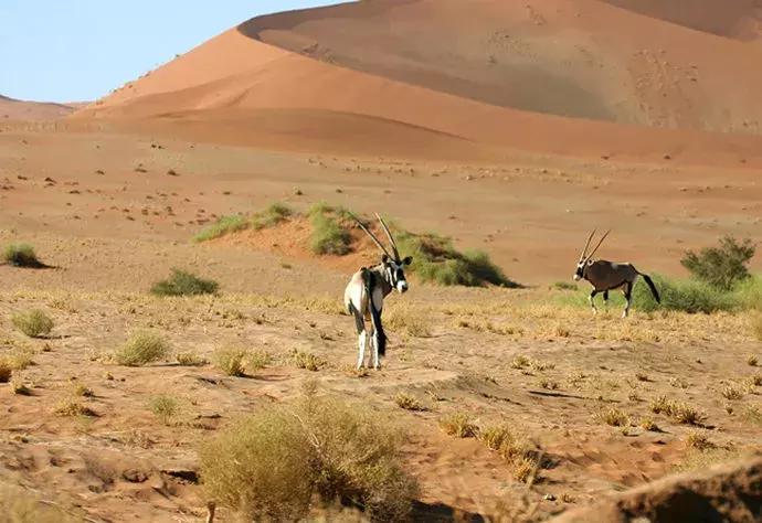 一半是沙漠一半是大海的地方,一半海水一半沙漠的地方