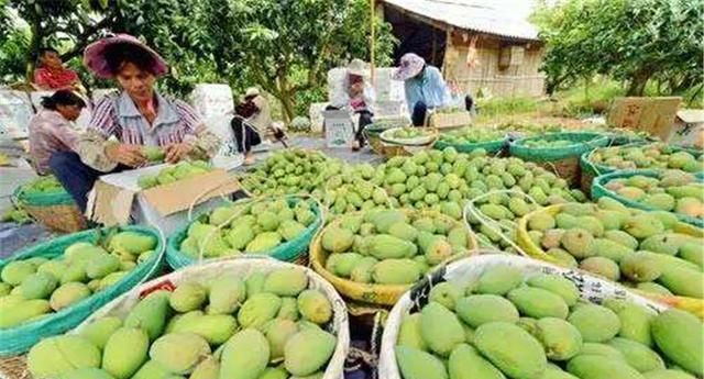 越南滞销,越南产青芒