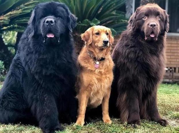 这6种狗已经被公布禁养,最不能养的十种狗白送你都不要