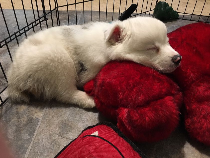 养一只幼年的小狗它会孤独吗,养一只小狗感觉小狗太孤独了