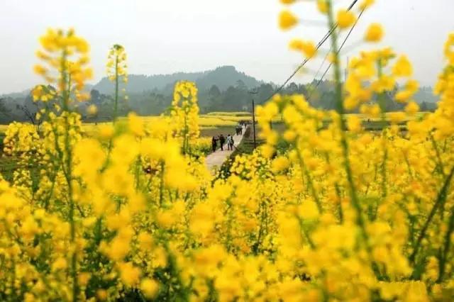 四川便宜又宜居的小城市,四川宜居的三四线小城