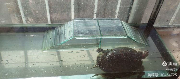 什么乌龟蜕壳,乌龟的退壳