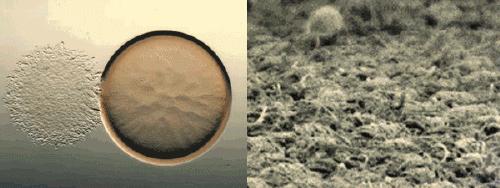 全国非药物疗法重点推广产品，神采新材料竹琨专利产品