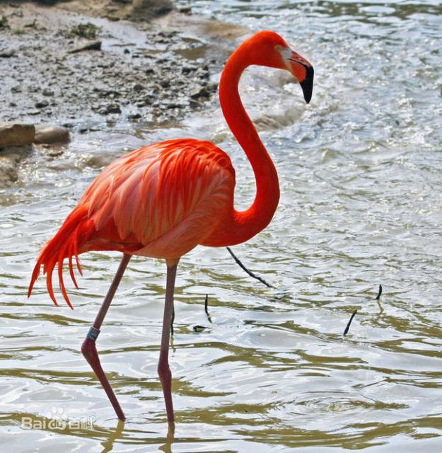 世界所有国家国鸟,世界各国国鸟大全