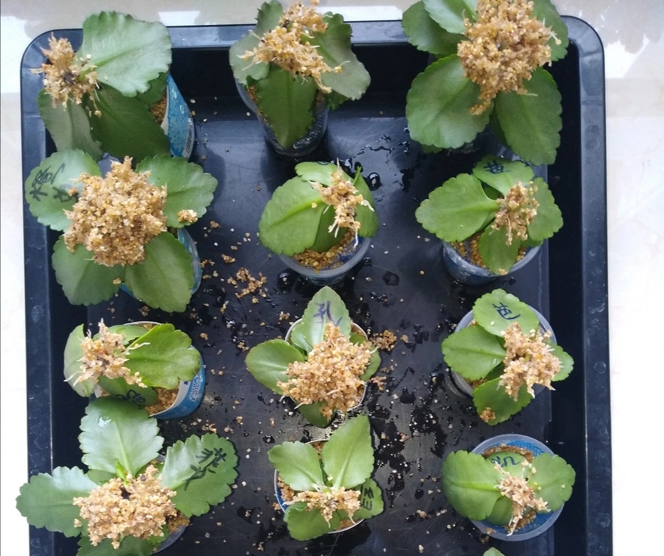 养长寿花技巧与方法,养长寿花的技巧