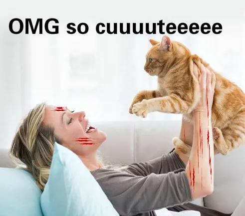 卑微的两脚兽，欢迎来到喵星人的世界