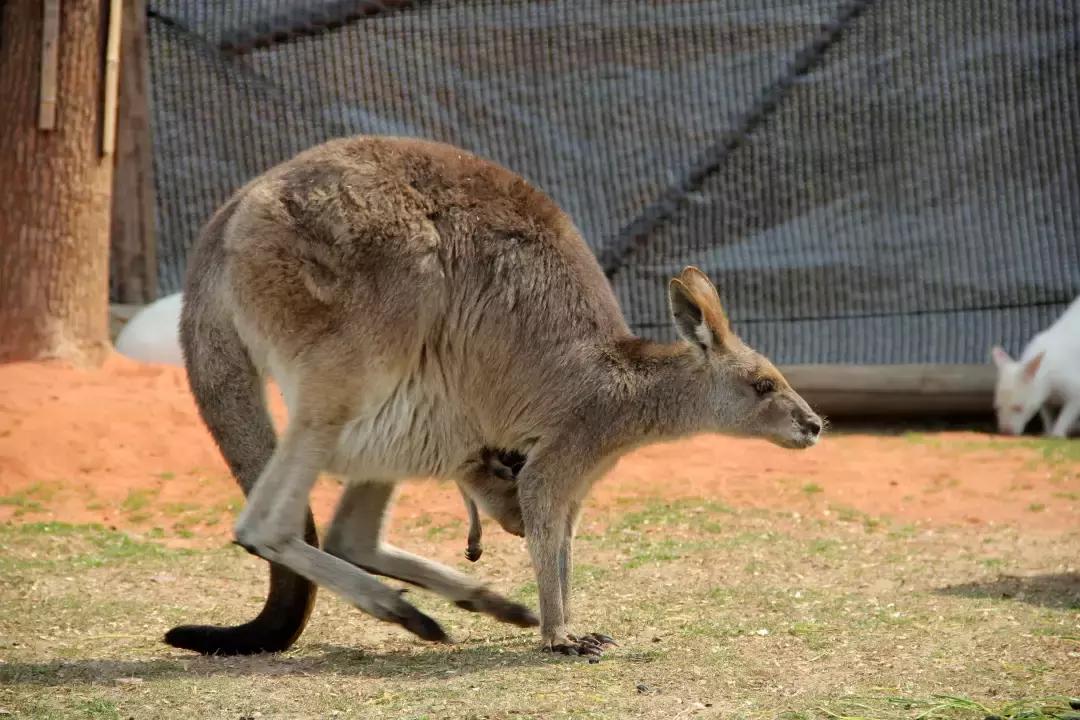 袋鼠界的“白雪公主”,近日找不到孩子他爸了……