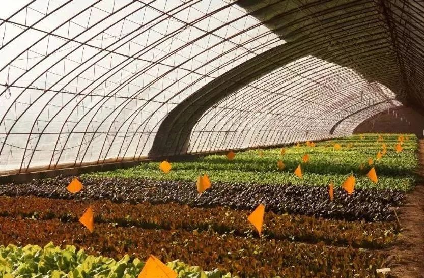 有机蔬菜营养健康,有机蔬菜食用方法