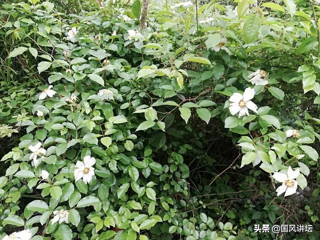 长寿秘诀养生之道,健康长寿之道