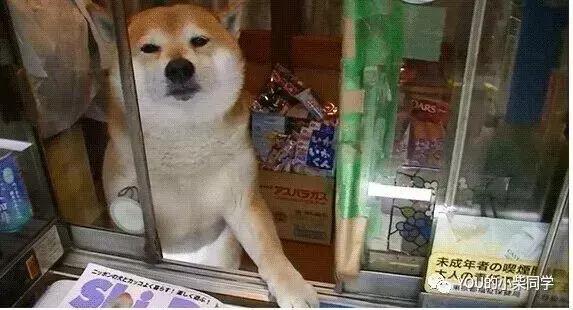 哪里能买到纯的柴犬,哪里可以买到正宗的柴犬