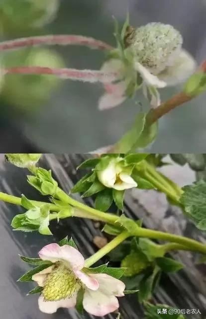 草莓白粉严重怎么治,草莓黑心病防治