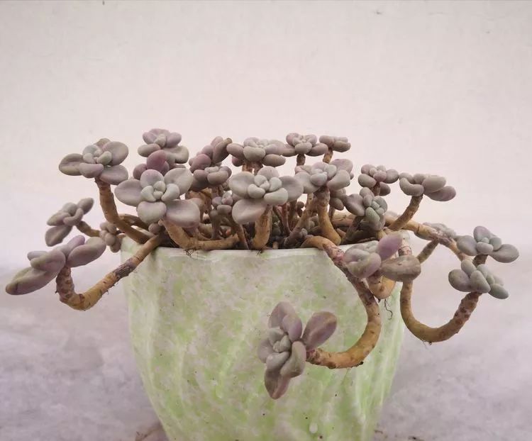 一花一叶一世界多肉,一花一世界多肉之美