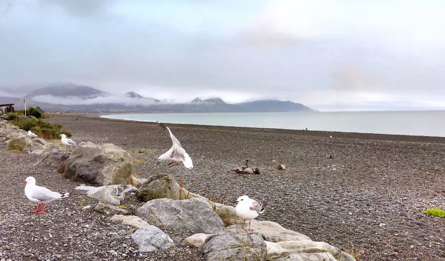 超好用的新西兰自驾攻略（二）——凯库拉