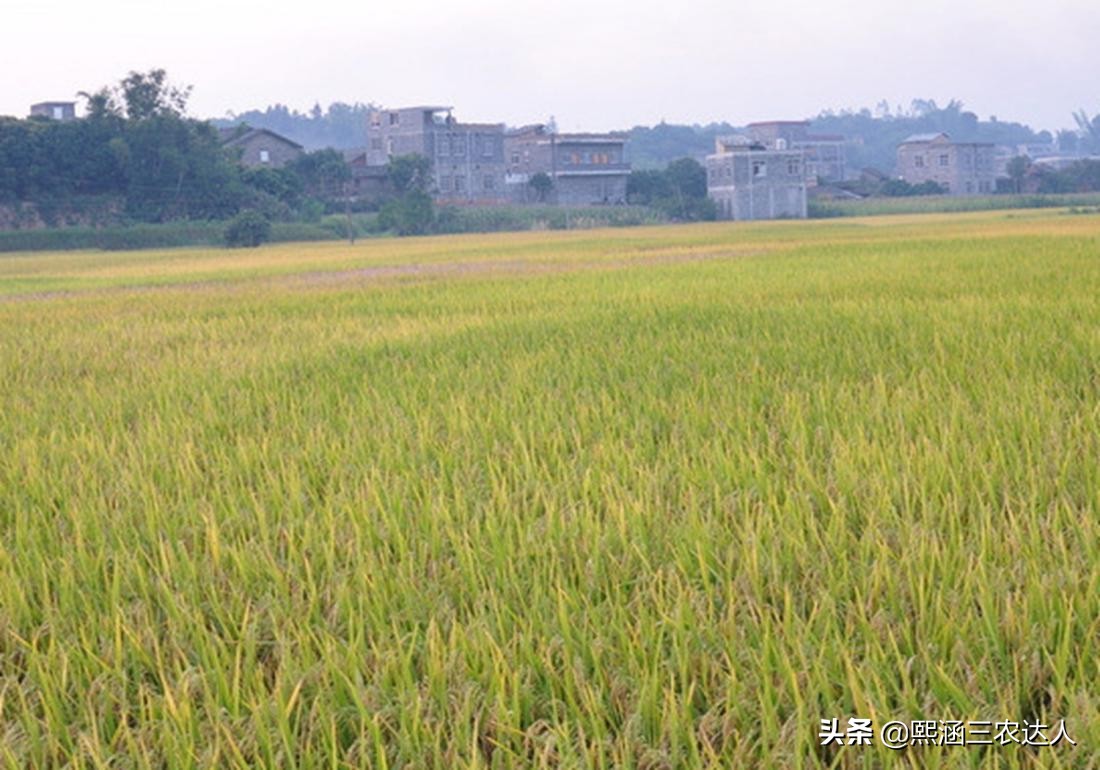 水稻苗期烂秧病的防治方法,水稻烂田怎么插秧
