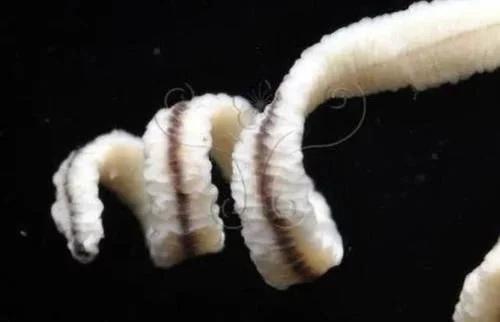 3000米长的泰坦巨蟒至今在吗,泰坦巨蟒最大能长多少米