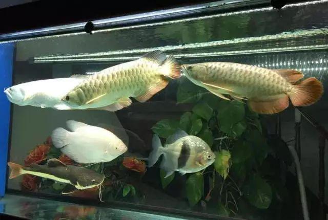 龙鱼一般混养几条好,混养龙鱼的正确方法