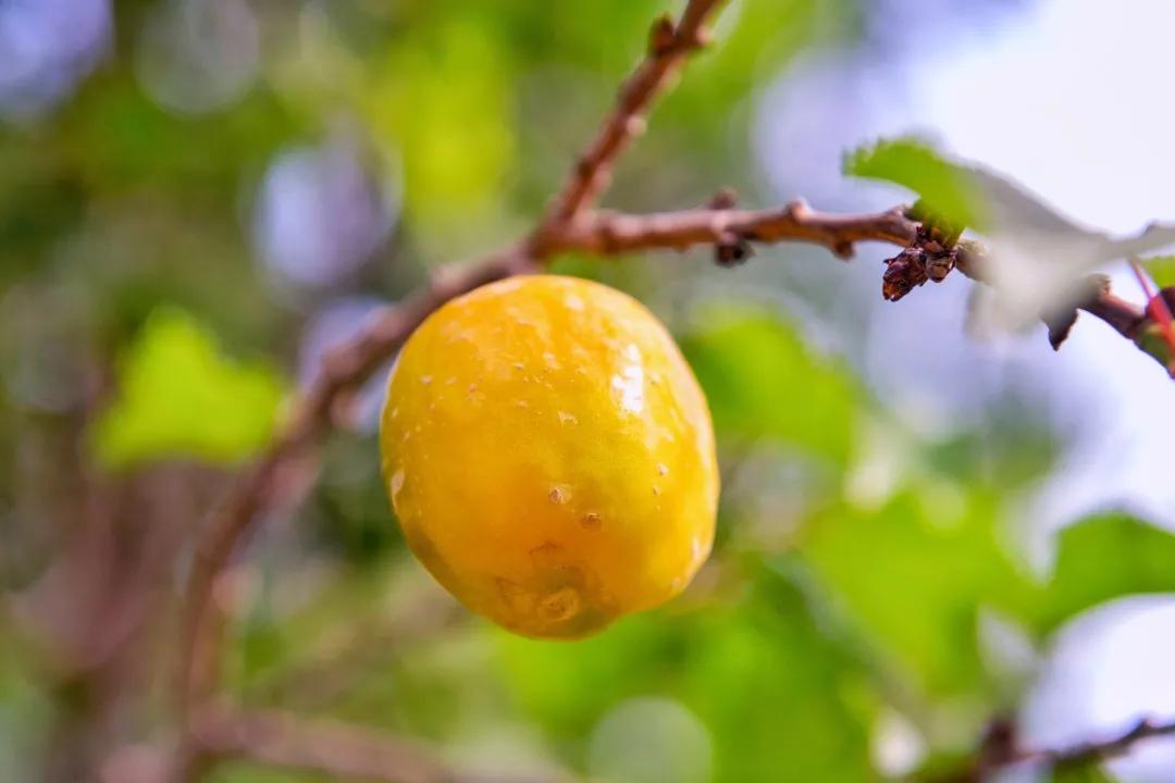 敦煌李广杏子熟了,敦煌李广杏甜度