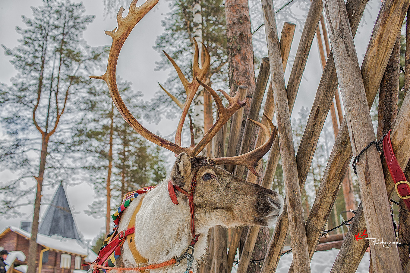 果小姐的慢生活烤鸡腿,果小姐的慢生活泰州