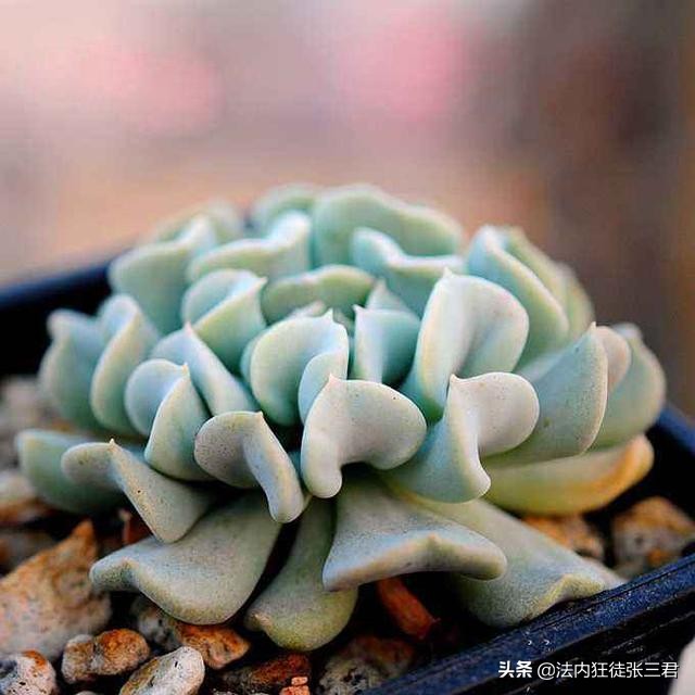 最新150多种多肉植物养护对照表,超全超经典100种多肉植物养护宝典