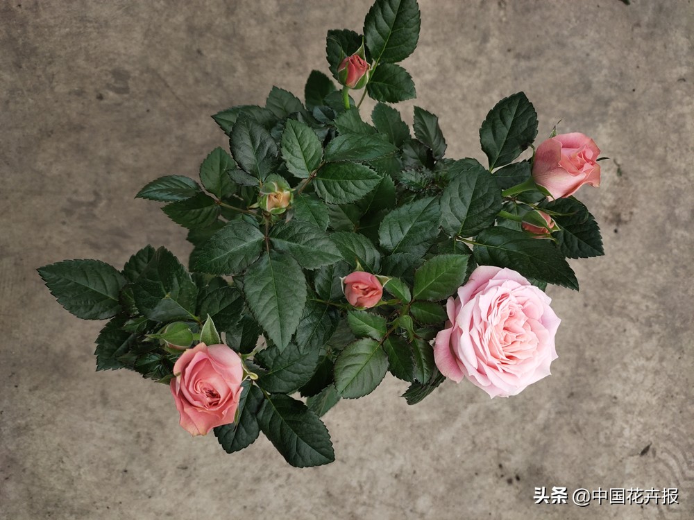 过年买的喜庆的花,过年买的喜庆花