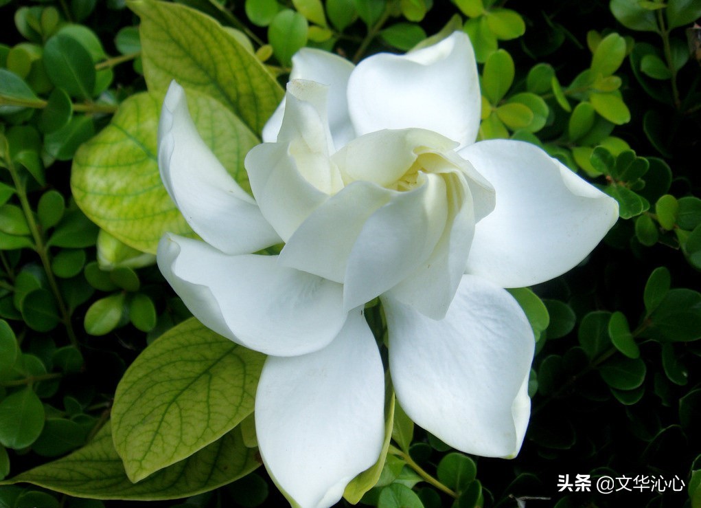 每日原创诗词一首,每日成诗