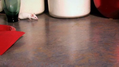 老鼠爱吃奶酪是真的吗,老鼠真的吃奶酪吗