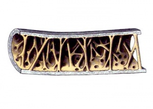 狂风暴雨的时候小鸟在哪避雨,鸟类躲避暴雨