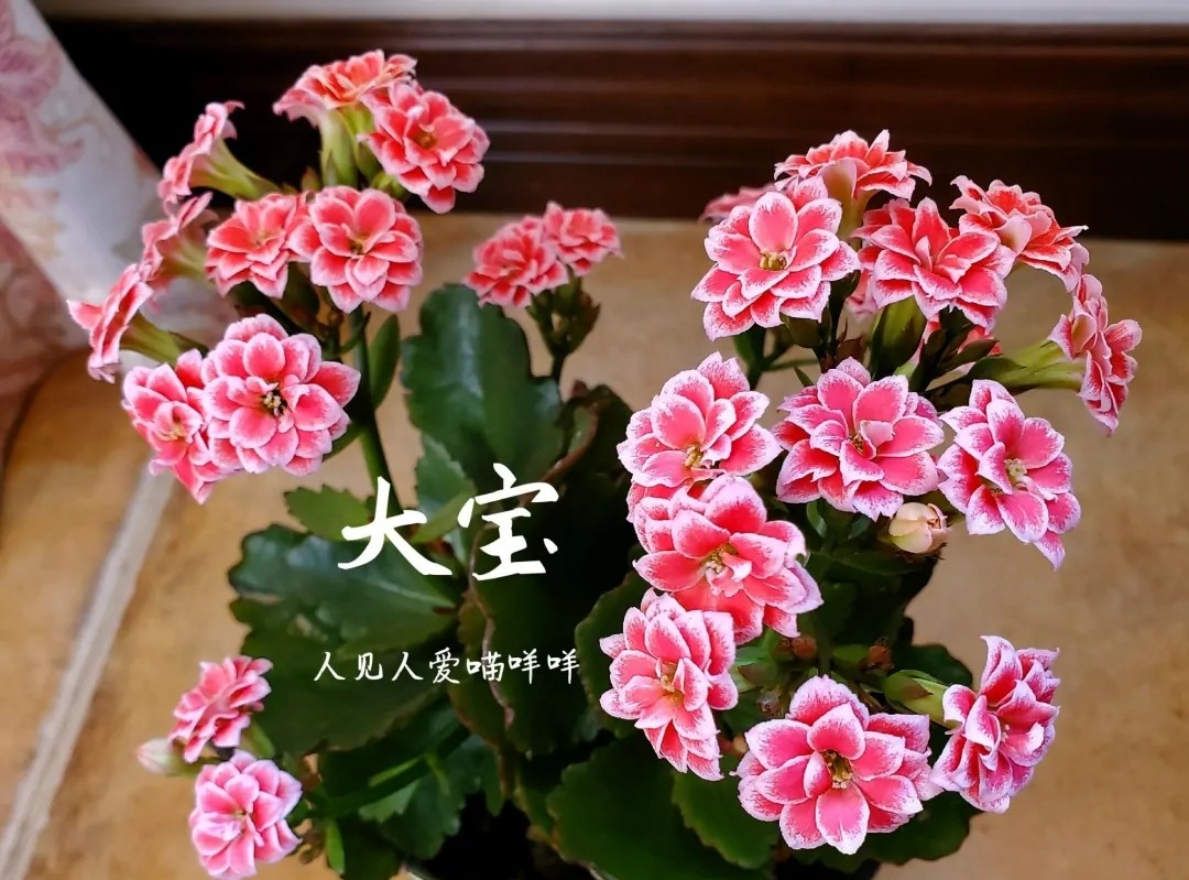 单瓣长寿花品种大全图,长寿花单瓣最好看的品种