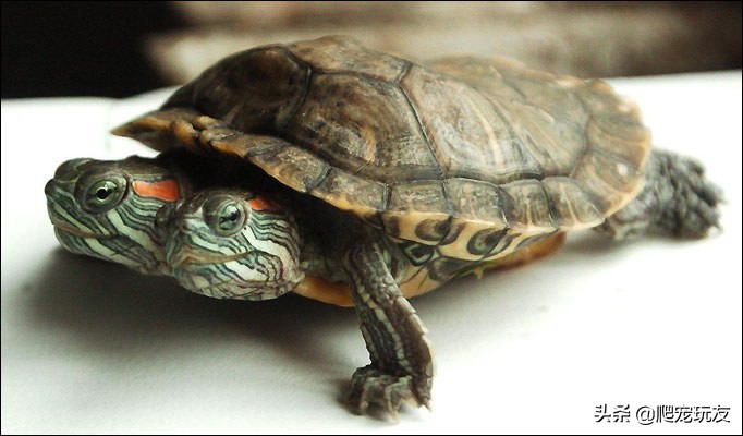 普通买的那种龟长什么样子,什么样的龟最值钱