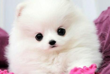 博美挑食严重怎么办,博美很挑食了怎么办