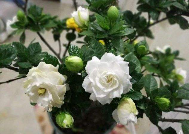 干枯栀子花换盆正确方法,栀子花老叶片怎么处理