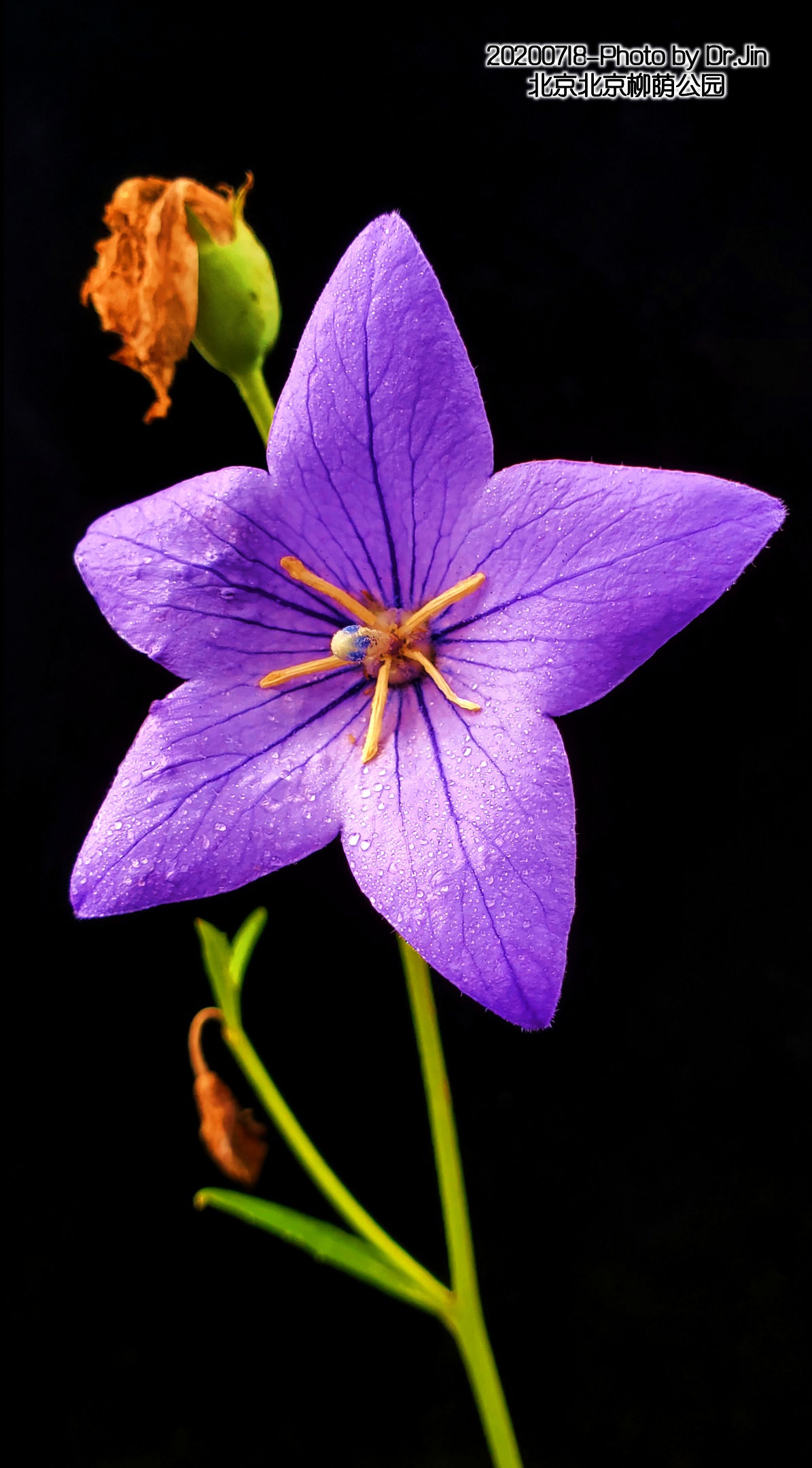 金行博览:宣肺,祛痰,平喘-桔梗