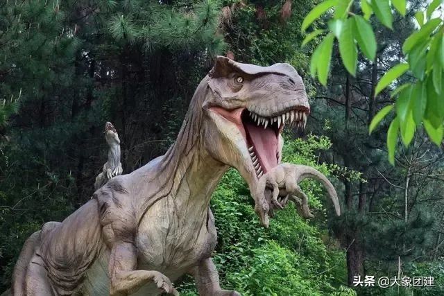 森波拉度假森林酒店,原始森林里的酒店