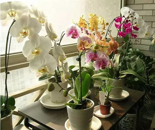 花卉绿植要怎么养护才长得好,养花技巧家庭养护绿植的小方法