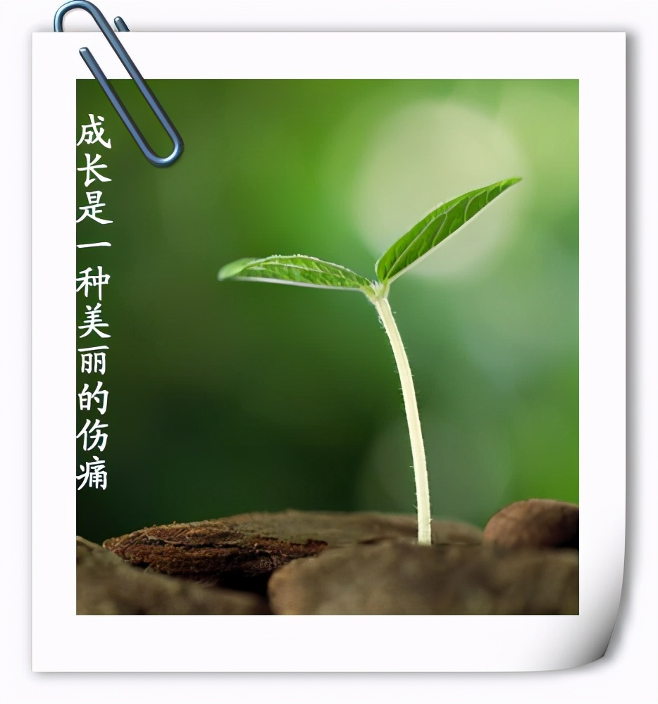 成长的滋味优秀作文六年级,小学生优秀作文欣赏成长需要挫折